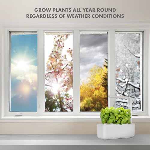 Click & Grow Indoor Herb Garden Kit with Grow Light | Smart Garden for Home Kitchen Windowsill | Easier Than Hydroponics Growing System | Vegetable Gardening Starter (3 Basil Pods Included), White