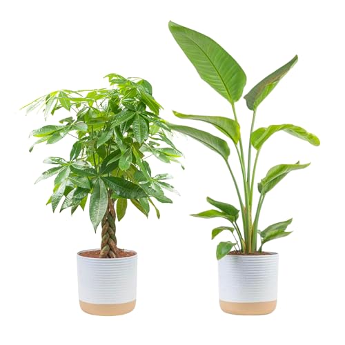 Costa Farms Live Plants (2-Pack), Money Tree and Bird of Paradise, Easy to Grow Large Indoor Outdoor Houseplants in 10-Inch Plant Pots, House Plant Gift, Office, Living Room, Home Decor