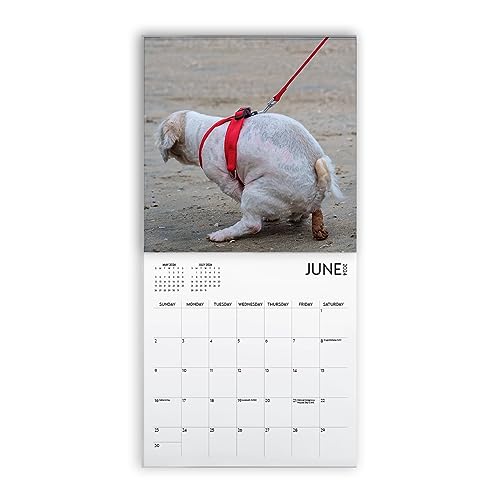 Dog Pooping Calendar 2024, 12 x 12 inch, Funny Gift, White Elephant, Gag Gift, Secret Santa