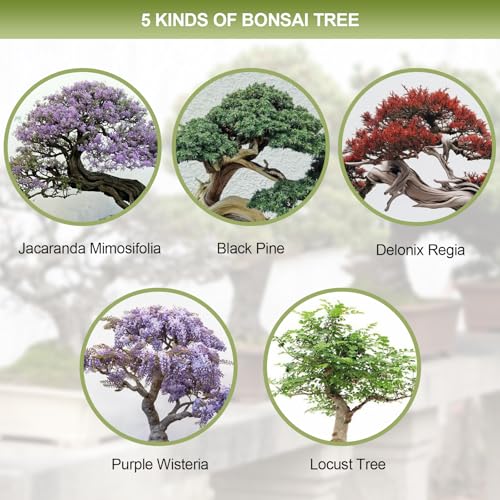 Bonsai Tree Kit, 5 X Unique Japanese Bonsai Trees, Include Bonsai Tree Seeds, Tools, Complete Indoor Bonsai Starter Kit for Growing Bonsai Plants, Gardening Gifts for Women & Men