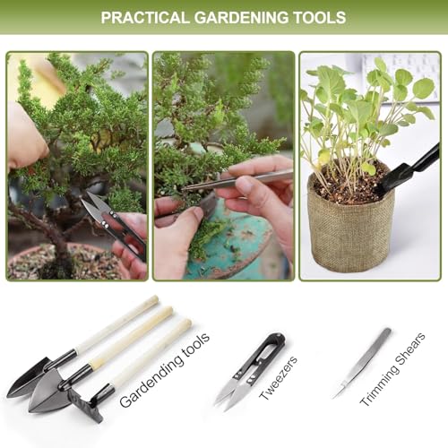 Bonsai Tree Kit, 5 X Unique Japanese Bonsai Trees, Include Bonsai Tree Seeds, Tools, Complete Indoor Bonsai Starter Kit for Growing Bonsai Plants, Gardening Gifts for Women & Men