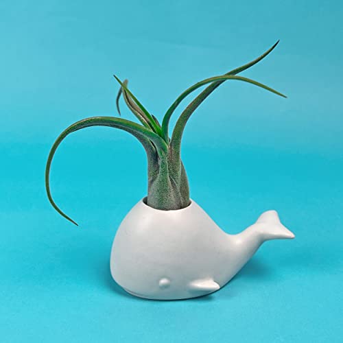 Sur La Table Genuine Fred Fancy Ceramic Mini Air Plant/Succulent Holder, Regular, Whale