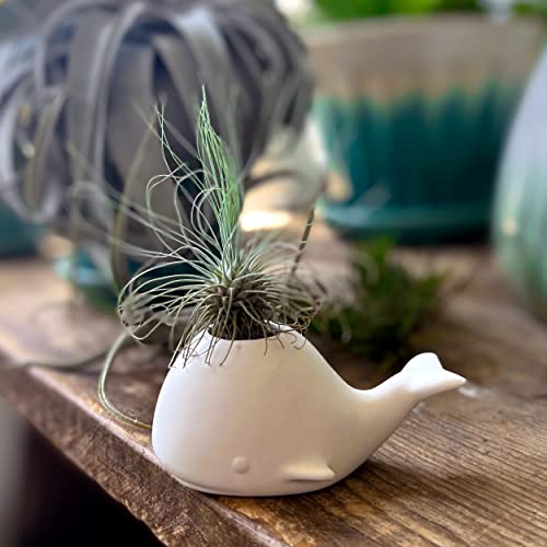 Sur La Table Genuine Fred Fancy Ceramic Mini Air Plant/Succulent Holder, Regular, Whale