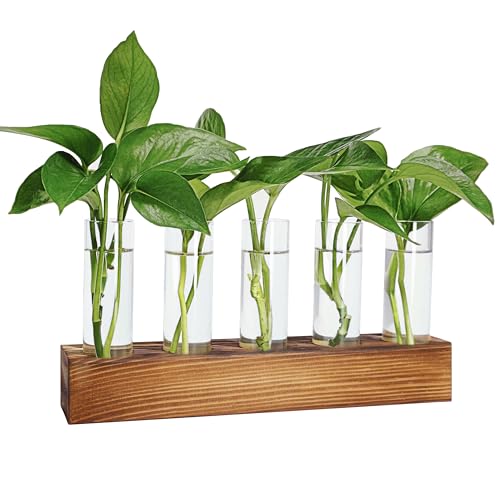 Renmxj Plant Propagation Station, Plant Terrarium with Wooden Stand, Plant Pots for Hydroponics, Small Birthday Gardening Gifts for Women Mom Plant Lovers Unique - 5 Glass Test Tubes Vases