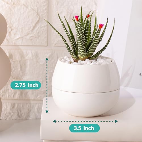 Willowy 3.5 Inch Small Succulent Pots - 3pk, Mini Succulent Pots, Ceramic Succulent Pots, Mini Ceramic Pots, White Succulent Pots, Small White Pots for Plants