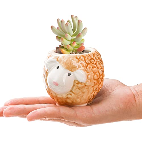 Pumtus 6 Pack Small Succulent Pots with Drainage Hole, 3 Inch Cute Ceramic Animal Planter with Saucer, Unique Air Plant Holder, Desktop Plant Flower Pot for Indoor Plants, Cactus, Garden, Home Decor