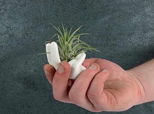 ourhommie 2 PCS Air Plant Holder Cute Ceramic Mini Hand Shape Stand Airplants Tillandsia Small Container Pot Plant Decorative Home Decor for Desk Table Shelf Window, White