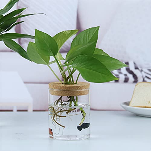 CNYEJQJC Glass Planter Vase with Wooden Lid and Bamboo Stand for Hydroponic Plants, Succulents, Cut Flowers - Clear 1 Piece