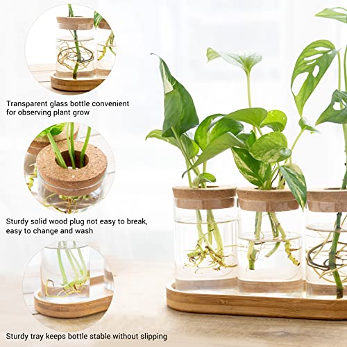 Dahey Plant Propagation Terrarium Desktop Glass Planter Station Water Planting Glass Vase with Lid and Wooden Stand for Propagating Hydroponic Plants Centerpiece Office Home Garden Decor, 3 Pcs