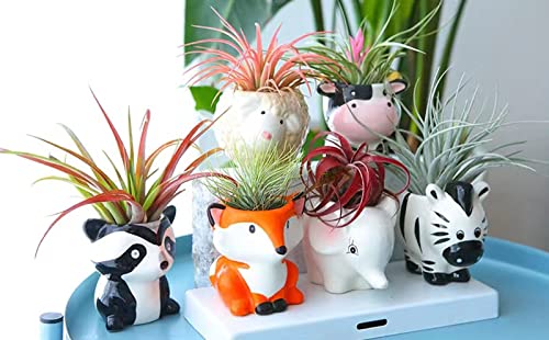 Melphoe 6 Pcs Air Plant Holders Cartoon Shaped Small Succulent Pot Animal Planter Small Ceramic Plant Pot Drainage for Mini Plant Cactus Flower, Tillandsia Air Fern, Display Stand Home, Office Desktop