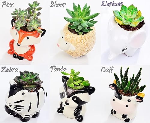 Melphoe 6 Pcs Air Plant Holders Cartoon Shaped Small Succulent Pot Animal Planter Small Ceramic Plant Pot Drainage for Mini Plant Cactus Flower, Tillandsia Air Fern, Display Stand Home, Office Desktop