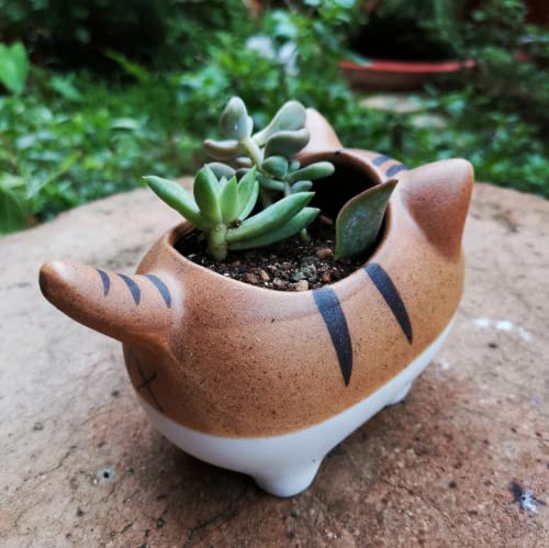 Bufanli Mini Cute Cat Cartoon Ceramic Succulent Pots Planters with Drainage Hole for Small Plants Animal Lovers Home and Office Desk Decoration Set of 5