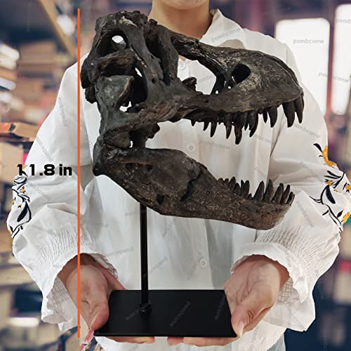 pombconw T Rex Skull, Dinosaur Statue Resin Replica Head Sculptures, Home Office Decorations on Shelf Table Desk Bookshelf, Birthday Party Gift for Kids and Adults,11.8 inch