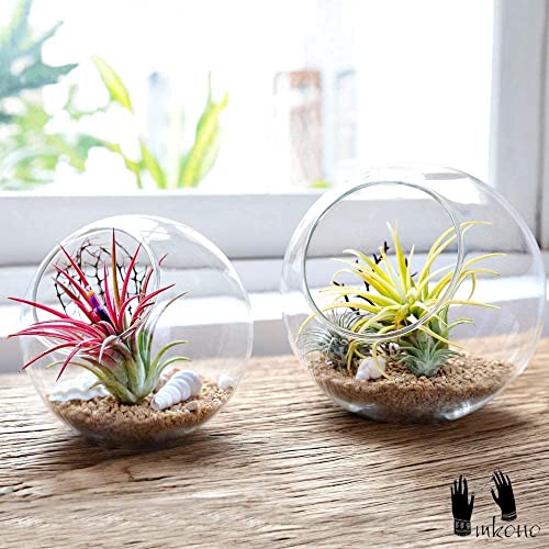 Mkono Plant Terrarium Display Glass Tabletop Succulent Air Plant Planter Globe Microlandschaft House, M