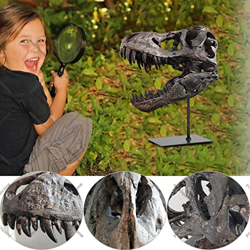 pombconw T Rex Skull, Dinosaur Statue Resin Replica Head Sculptures, Home Office Decorations on Shelf Table Desk Bookshelf, Birthday Party Gift for Kids and Adults,11.8 inch