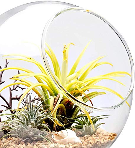 Mkono Plant Terrarium Display Glass Tabletop Succulent Air Plant Planter Globe Microlandschaft House, M