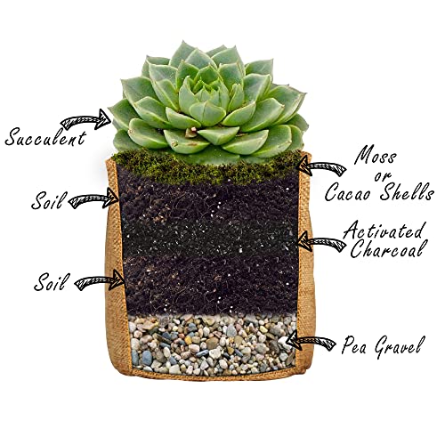 Succulent Cactus Seed DIY Terrarium Germination Starter Kit for Indoor Garden Growing - Mini Terrarium Kit with Seeds, Soil, Rocks, Artificial Moss, Pea Gravel, Activated Charcoal, & Burlap Pots