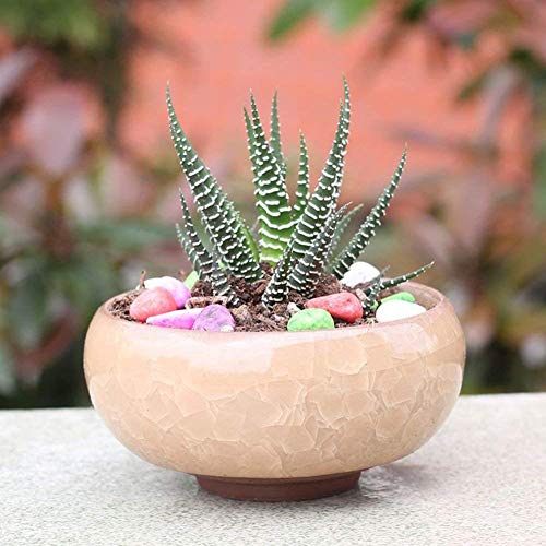 Succulent Plant Pot, My Decor 12 Pcs 2.5 Inch Ceramic Ice Crack Cactus Plant Pot /Flower Pot/ Container/ Planter