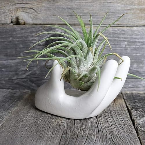 ourhommie 2 PCS Air Plant Holder Cute Ceramic Mini Hand Shape Stand Airplants Tillandsia Small Container Pot Plant Decorative Home Decor for Desk Table Shelf Window, White