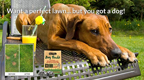 Dog Rocks Dog Pee Grass Neutralizer for Green Grass in 3-5 Weeks | Dog Grass Saver Rock | 100% Natural Urine Neutralizer for Lawn, Grass and Hedges | Grass Savers for Dog Urine | 600g, 6 Month Supply