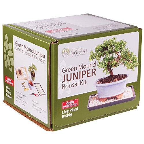 Brussel's Live Green Mound Juniper Outdoor Bonsai Tree Kit - 3 Years Old; 6" to 8" Tall with Decorative Container - Not Sold in California