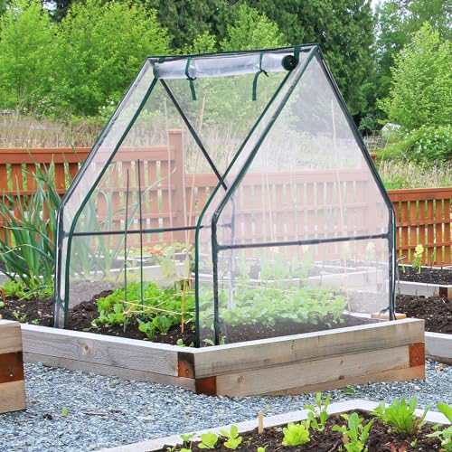 Mini Greenhouse for Indoor Outdoor: Ohuhu Tabletop Portable Green House with Waterproof Pad for Small Plants Nursery Germination, 36"x36"x42" Light Duty Cover Tent Humidity Dome Seedling Accessory