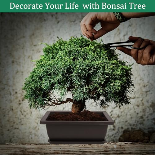 Bonsai Tree Kits, Bonsai Starter Kits with Bonsai Pots, Tools, Bonsai Tree Live, 7 Kinds of Bonsai Tree Seeds, Soil, Trays, Grow Bonsai in Indoor, Beginners Kits Garden Plant Kits Gifts for Men Women