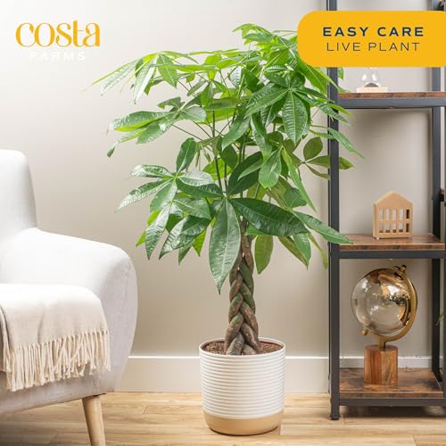 Costa Farms Live Plants (2-Pack), Money Tree and Bird of Paradise, Easy to Grow Large Indoor Outdoor Houseplants in 10-Inch Plant Pots, House Plant Gift, Office, Living Room, Home Decor