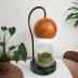 Tiny Plant Terrarium Modern Style Wood Grain DIY Kit Terrarium with Light for Succulent, Moss, Ferns Household Plant Tabletop Decoration Gardening Landscape Desk Lamp for Gardening Starter, Adults