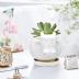 GeLive White Cow Ceramic Planter Small Succulent Pot Cute Cartoon Animal Plant Pot with Drainage Tray Pencil Holder Brush Organizer Tabletop Storage Stand Indoor Home Decor Cow Statue Fun Stuff
