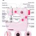 Gleamkid Portable Sewing Machine, Mini Sewing Machine for Beginners with 2 Speed Control, Extension Table, LED Light, Foot Pedal, DIY Home Sewing Kit with Accessories and Tools