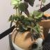 Bluecell Mini Ceramic Cute Animal Shaped Cartoon Home Decoration Vase Flower Pots Cat Shape Planter for Succulent Plant/Cactus Flower (Adorkable)
