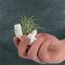 ourhommie 2 PCS Air Plant Holder Cute Ceramic Mini Hand Shape Stand Airplants Tillandsia Small Container Pot Plant Decorative Home Decor for Desk Table Shelf Window, White