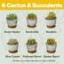 Bonsai Tree Kit - Gifts for Men & Women (Cactus Ceramic Kit)
