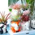 Melphoe 6 Pcs Air Plant Holders Cartoon Shaped Small Succulent Pot Animal Planter Small Ceramic Plant Pot Drainage for Mini Plant Cactus Flower, Tillandsia Air Fern, Display Stand Home, Office Desktop