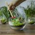 Cute Farms Terrarium Starter Kit | Moss, Vermiculite, Soil, Pebbles, Plant Food, Finishing Tools, Build and Care Guide | DIY Succulent Terrarium Kit for Adults and Kids (Large Kit)