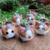 Bufanli Mini Cute Cat Cartoon Ceramic Succulent Pots Planters with Drainage Hole for Small Plants Animal Lovers Home and Office Desk Decoration Set of 5