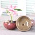 Succulent Plant Pot, My Decor 12 Pcs 2.5 Inch Ceramic Ice Crack Cactus Plant Pot /Flower Pot/ Container/ Planter