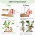 Dahey Plant Propagation Terrarium Desktop Glass Planter Station Water Planting Glass Vase with Lid and Wooden Stand for Propagating Hydroponic Plants Centerpiece Office Home Garden Decor, 3 Pcs