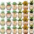 Nitial 24 Pack Owl Succulent Plant Pots Mini Owl Pot with Drainage Hole Cute Planters Small Ceramic Pots for Plants, Plants Not Included, Home Office Desk Garden Gift Ideas (Cute,2 Sizes)