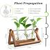 Renmxj Plant Propagation Station, Plant Terrarium with Wooden Stand, Unique Gardening Birthday Gifts for Women Plant Lovers, Home Office Garden Decor Planter - 3 Bulb Glass Vases