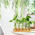 Renmxj Plant Propagation Station, Plant Terrarium with Wooden Stand, Plant Pots for Hydroponics, Small Birthday Gardening Gifts for Women Mom Plant Lovers Unique - 5 Glass Test Tubes Vases