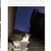 Cats of the World