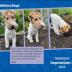 WeRateDogs 2025 Day-to-Day Calendar