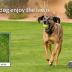 Dog Rocks Dog Pee Grass Neutralizer for Green Grass in 3-5 Weeks | Dog Grass Saver Rock | 100% Natural Urine Neutralizer for Lawn, Grass and Hedges | Grass Savers for Dog Urine | 600g, 6 Month Supply