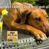 Dog Rocks Dog Pee Grass Neutralizer for Green Grass in 3-5 Weeks | Dog Grass Saver Rock | 100% Natural Urine Neutralizer for Lawn, Grass and Hedges | Grass Savers for Dog Urine | 600g, 6 Month Supply