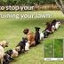 Dog Rocks Dog Pee Grass Neutralizer for Green Grass in 3-5 Weeks | Dog Grass Saver Rock | 100% Natural Urine Neutralizer for Lawn, Grass and Hedges | Grass Savers for Dog Urine | 600g, 6 Month Supply