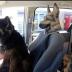 Dog Head Mask Halloween Party Dog Costume Masks Mask Super Bowl Underdog Costume Latex Animal Head Mask (German shepherd)