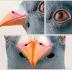 Youtumall Halloween Mask Latex Brown Horse Head Mask For Party Halloween Costume (Pigeon)