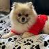 Personalized Paw Print Dog Blanket With Pets Name